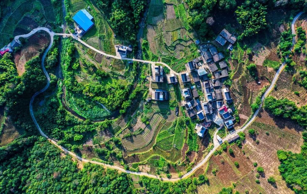 2020高考状元的安徽_国网安徽祁门供电:高考状元和她的粽子祁红