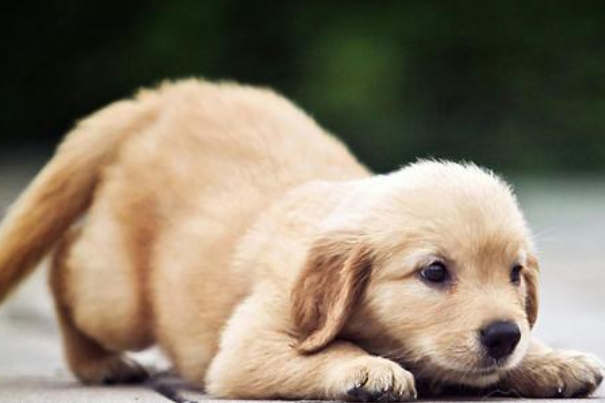 10月30号一到 狗狗狗 会遇见这个人 是你一辈子最大的贵人 贵人 生肖狗 财运 十二生肖 横财