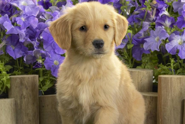 10月30号一到 狗狗狗 会遇见这个人 是你一辈子最大的贵人 腾讯网