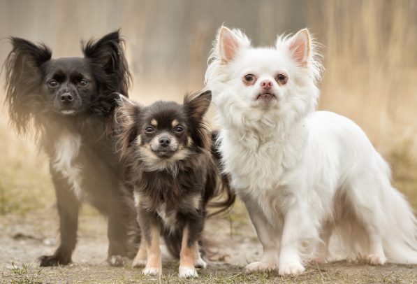 10月30号一到 狗狗狗 会遇见这个人 是你一辈子最大的贵人 腾讯网