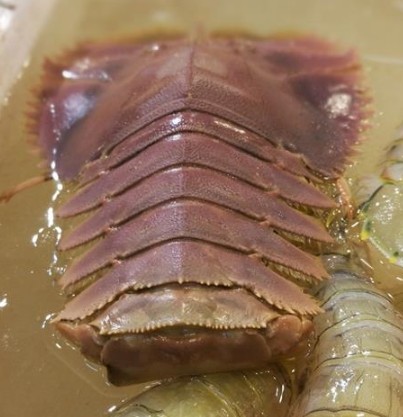 印度"拖鞋虾"多到吃不完,国内80一斤,想卖到中国却被拒绝