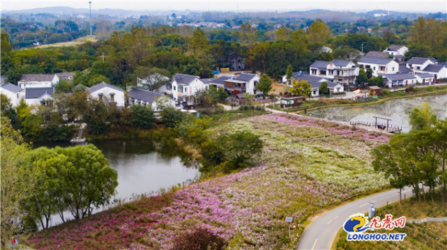 江宁秣陵观音殿花开成海大地艺术为乡村美景增色