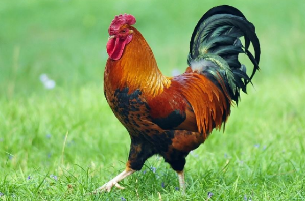 属鸡人 10月30号不宜办事 你知道10月30号是什么日子吗 生肖 财星