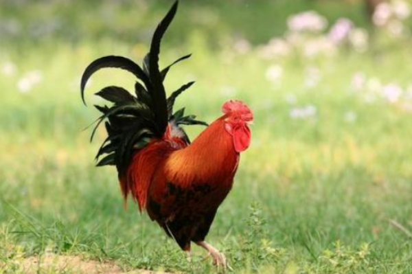 属鸡人 10月30号不宜办事 你知道10月30号是什么日子吗 生肖 财星