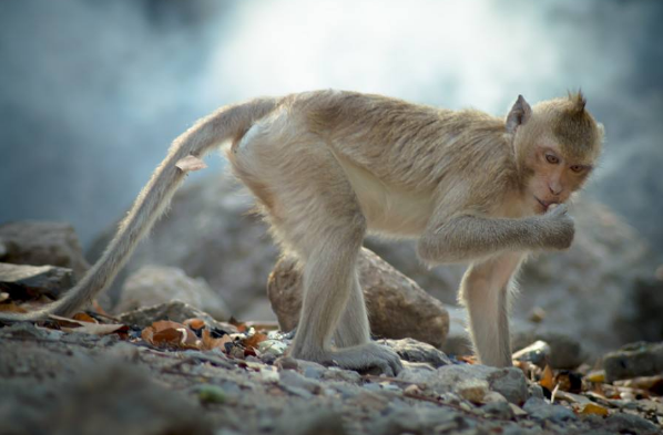岁高僧 属猴人10月30号后有哪些大事件 老人讲的话真的很准 偏财 生肖猴 贵人 运势 生肖 财运 生肖兔 命理 横财 属马人