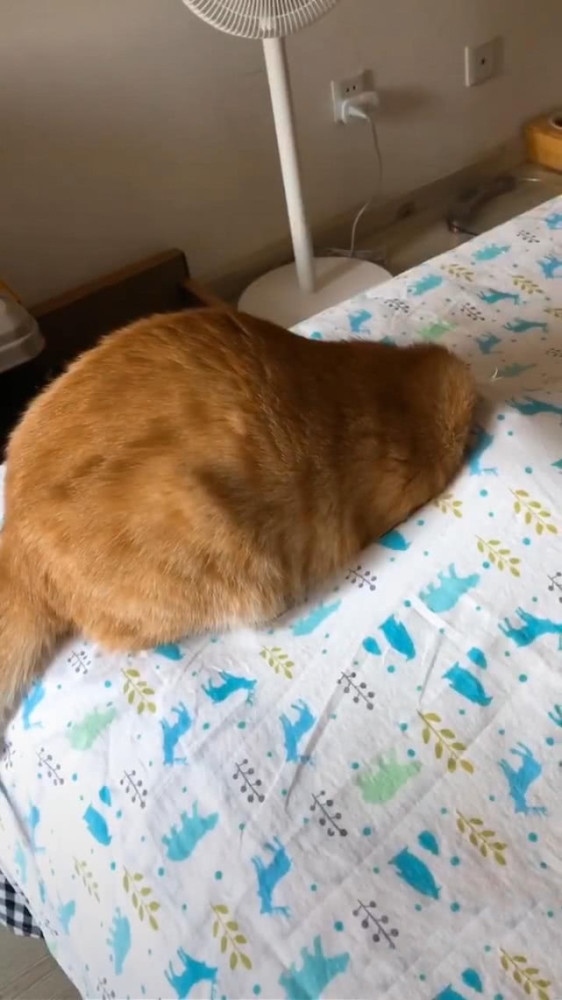 橘猫趴着咬床单,起初觉得不以为然,再去看时却气得跺脚了_腾讯新闻