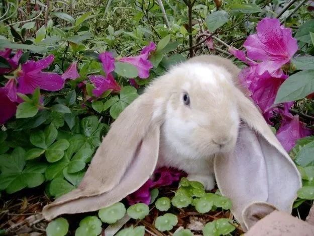 大耳朵兔兔如此的可爱