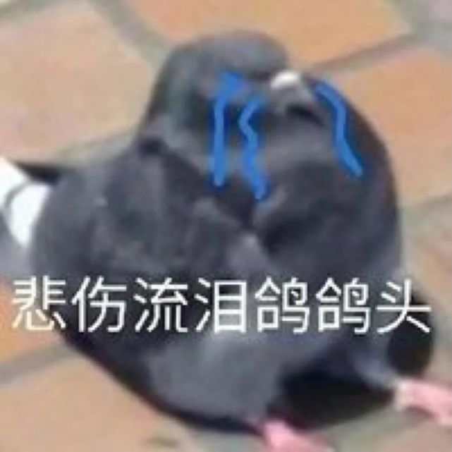 沙雕表情包:悲伤流泪鸽鸽头