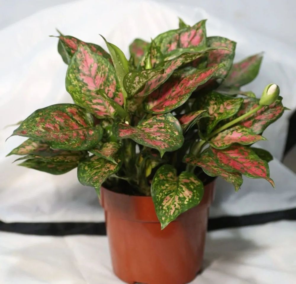 想养彩色叶子的观叶绿植,这9种植物就不容错过了