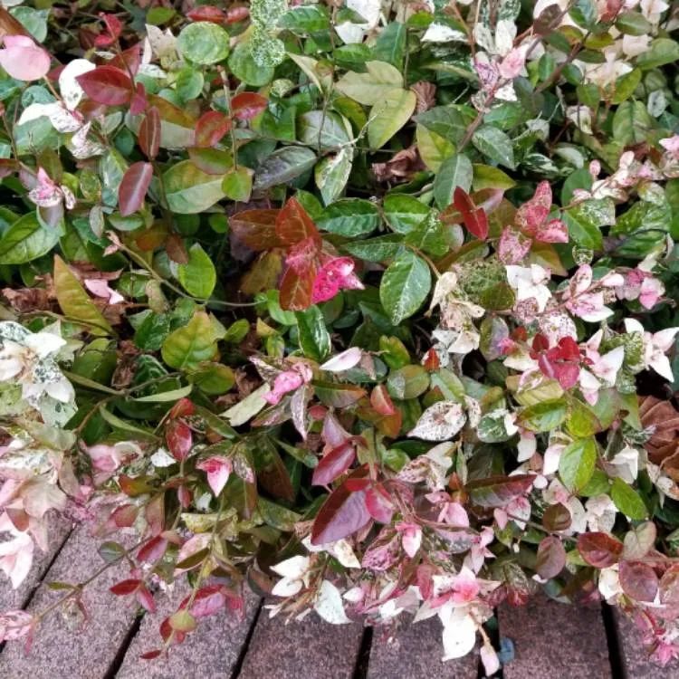想养彩色叶子的观叶绿植,这9种植物就不容错过了