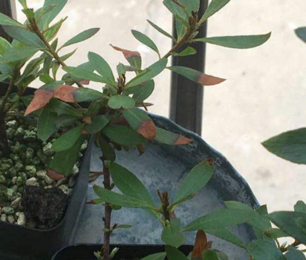 杜鹃花有了叶斑病,注意这2点,很快就解决