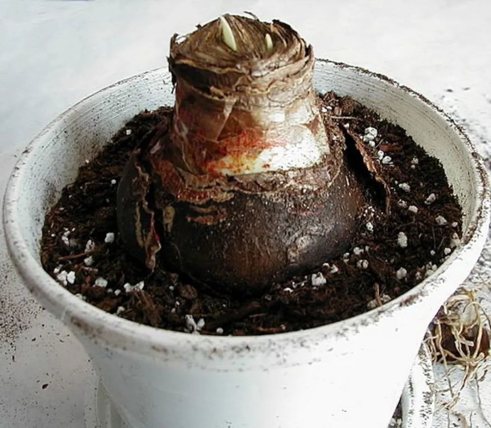 朱顶红盆栽养护指南买来的球根轻松养成年年开花的观赏植物