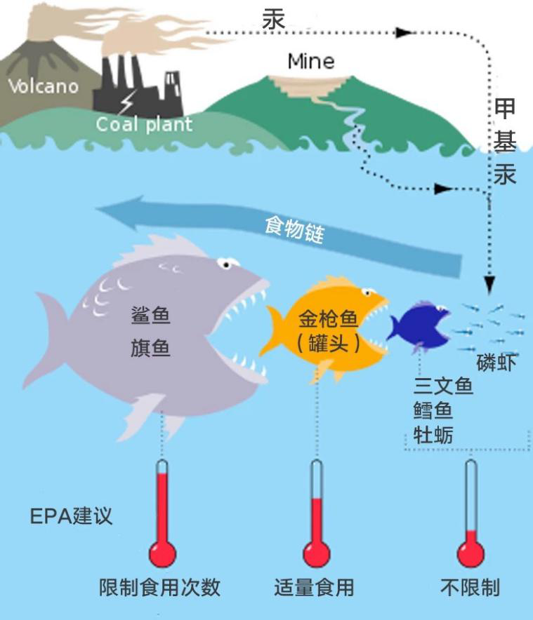 这8种鱼高汞致癌,一口也别给娃吃!