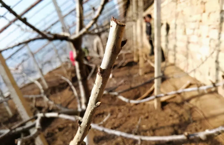 果树|樱桃全年施肥方法，5次施肥很关键，果农需重视