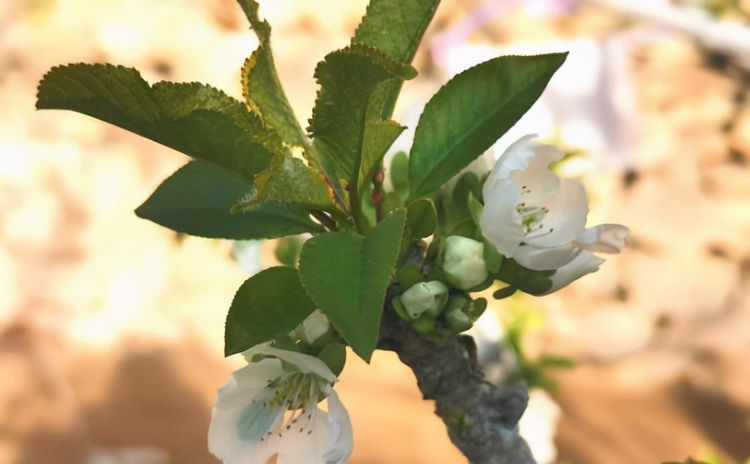 果树|樱桃全年施肥方法，5次施肥很关键，果农需重视