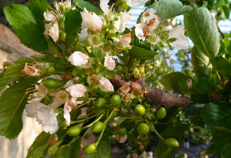 果树|樱桃全年施肥方法，5次施肥很关键，果农需重视