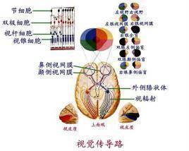 医学|医学史上的10月30日：诺奖得主，瑞典生理学家拉格纳·格拉尼特出生