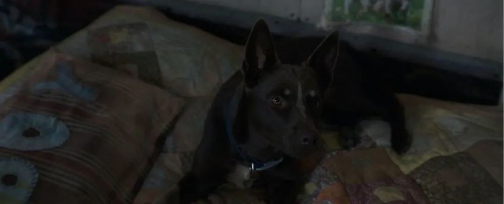 爱与怪物|没想到，居然被一部灾难片治愈了