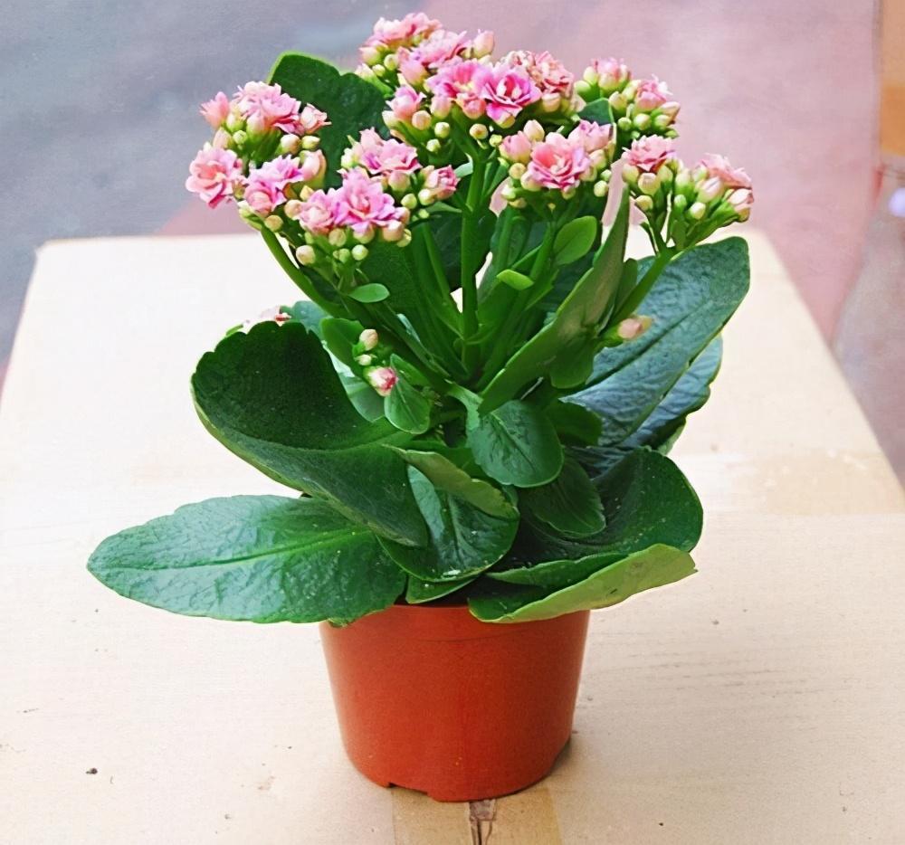 长寿花开始冒花苞了施肥要跟上保存花苞延长花期