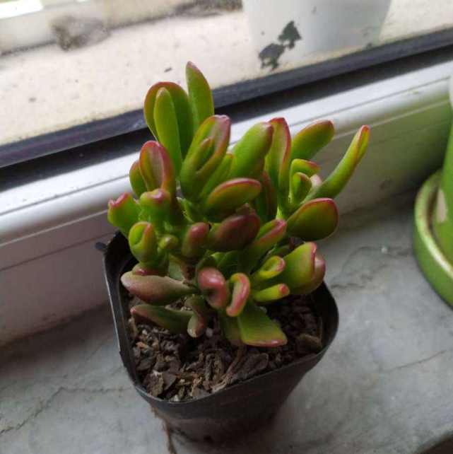 吸财树也是一种多肉,细长的叶子观赏性强,还能养成老桩