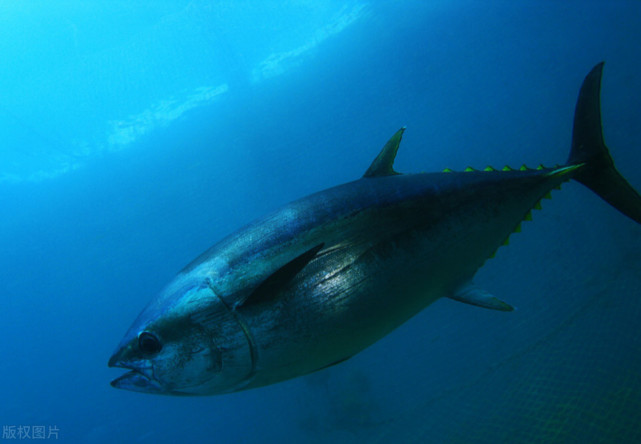 世界十大最贵食材|鱼子酱|白松露|蓝鳍金枪鱼|食材