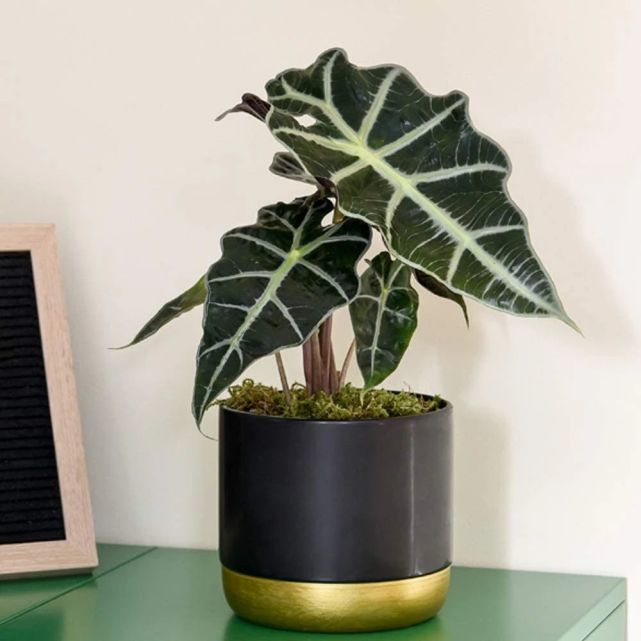 黑叶观音莲里的小仙女和大仙女都是我特喜欢的耐阴植物