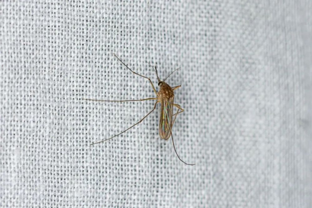 蚊科:淡色库蚊,没想到这么冷了,蚊子还活跃着呢摇蚊科某种眼蕈蚊科