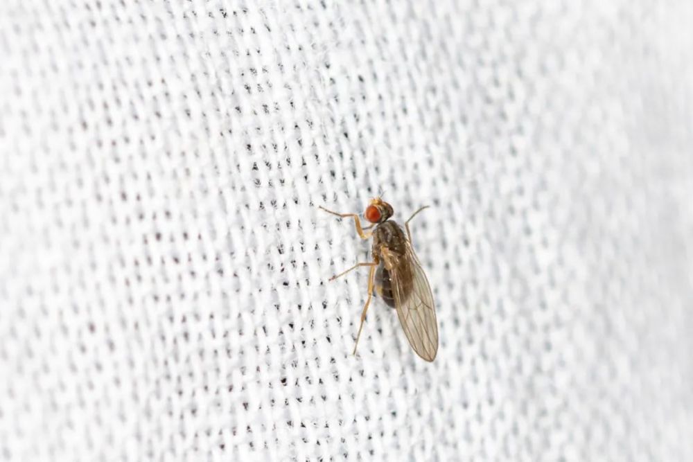 昆虫博物团队校园昆虫调查24区灯诱