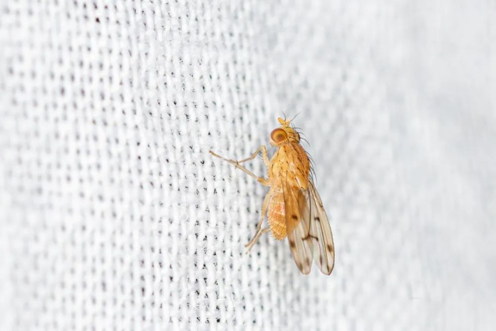 昆虫博物团队校园昆虫调查24区灯诱