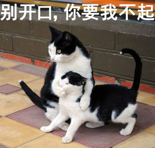 渣猫爱不爱表情包猫咪与渣女表情包真是绝配啊