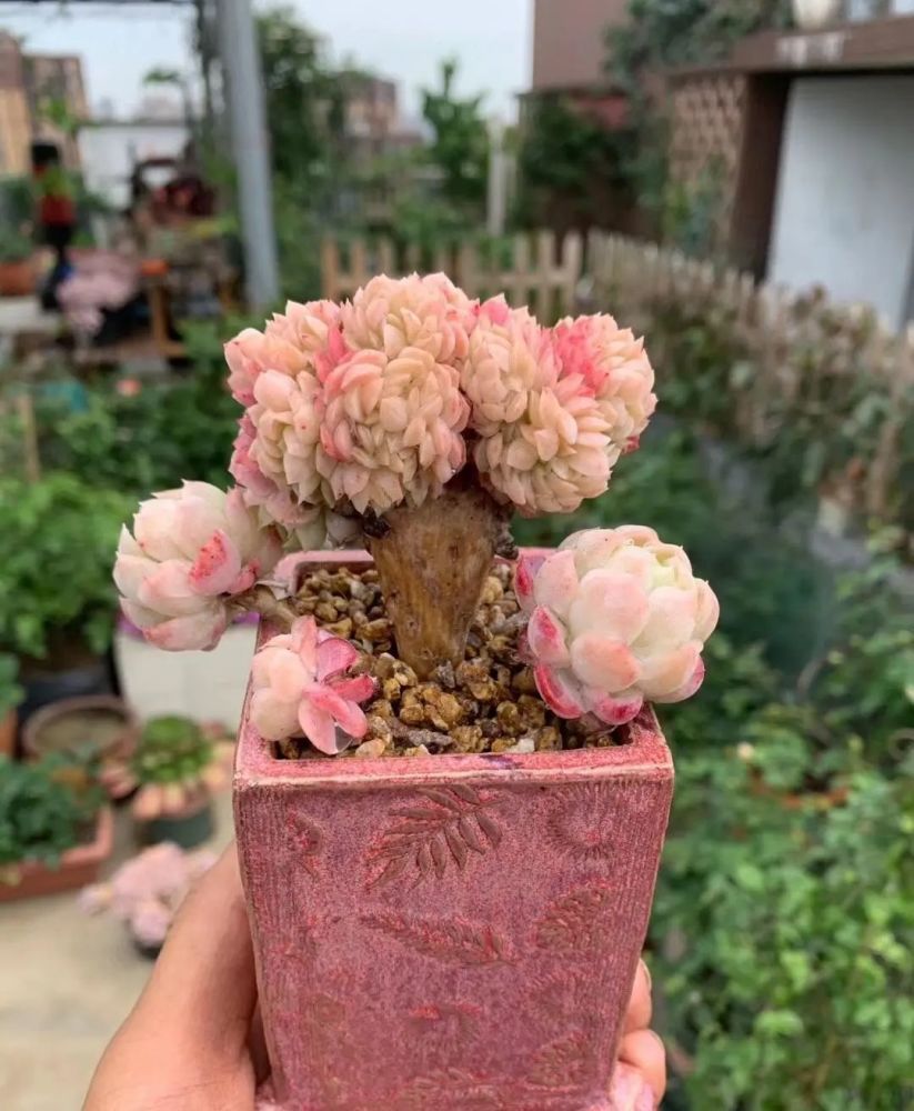 多肉2大状态锦化缀化哪种价值高了解这一点就明白了