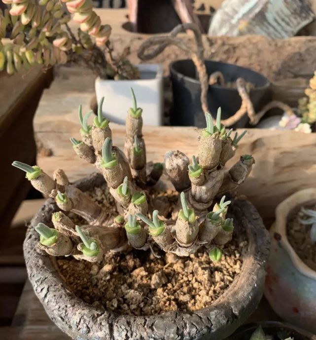 养了10年的碧光环30个兔子头老桩很粗谁不喜欢