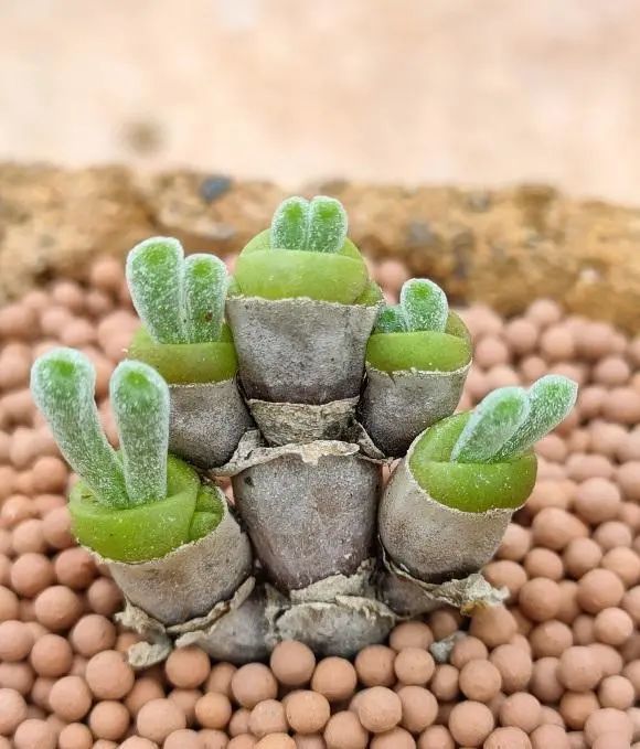 养了10年的碧光环30个兔子头老桩很粗谁不喜欢