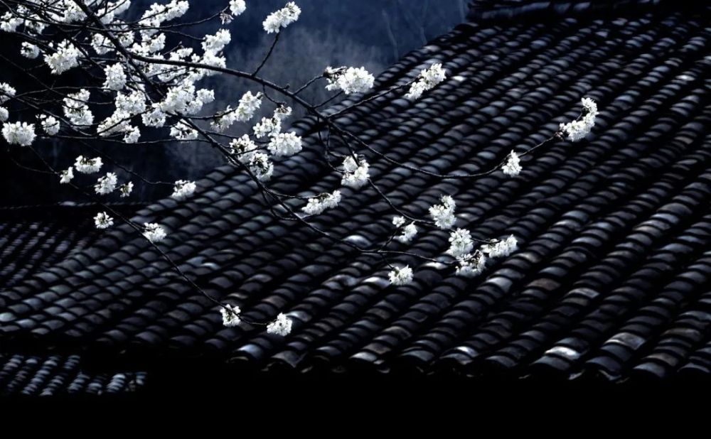 秋日|静坐听雨，方觉秋深