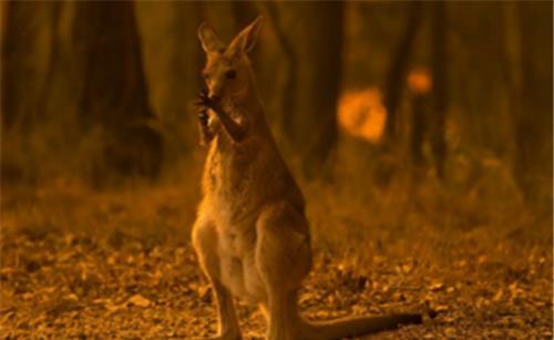 南澳大利亚|澳洲山火4个月不灭，南极已经出现异象，科学家最担心的事还是发生了