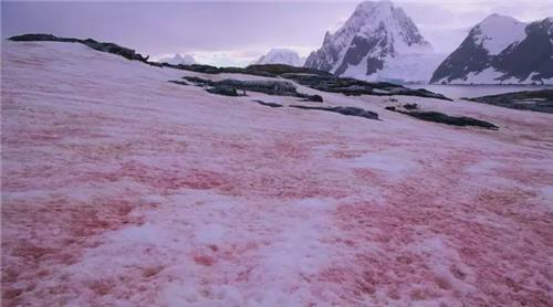 南澳大利亚|澳洲山火4个月不灭，南极已经出现异象，科学家最担心的事还是发生了