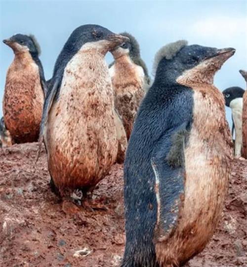 南澳大利亚|澳洲山火4个月不灭，南极已经出现异象，科学家最担心的事还是发生了