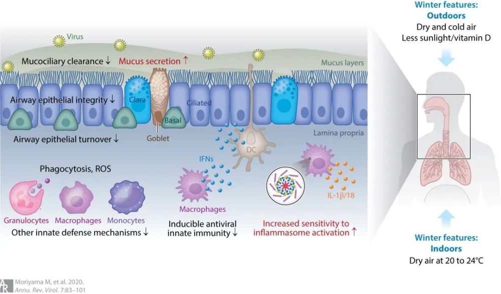 冬天为啥容易感冒?事实没你想得那么简单