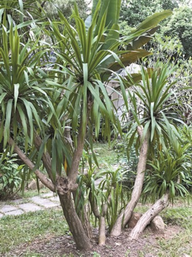 龙血树现身中科院华南植物园