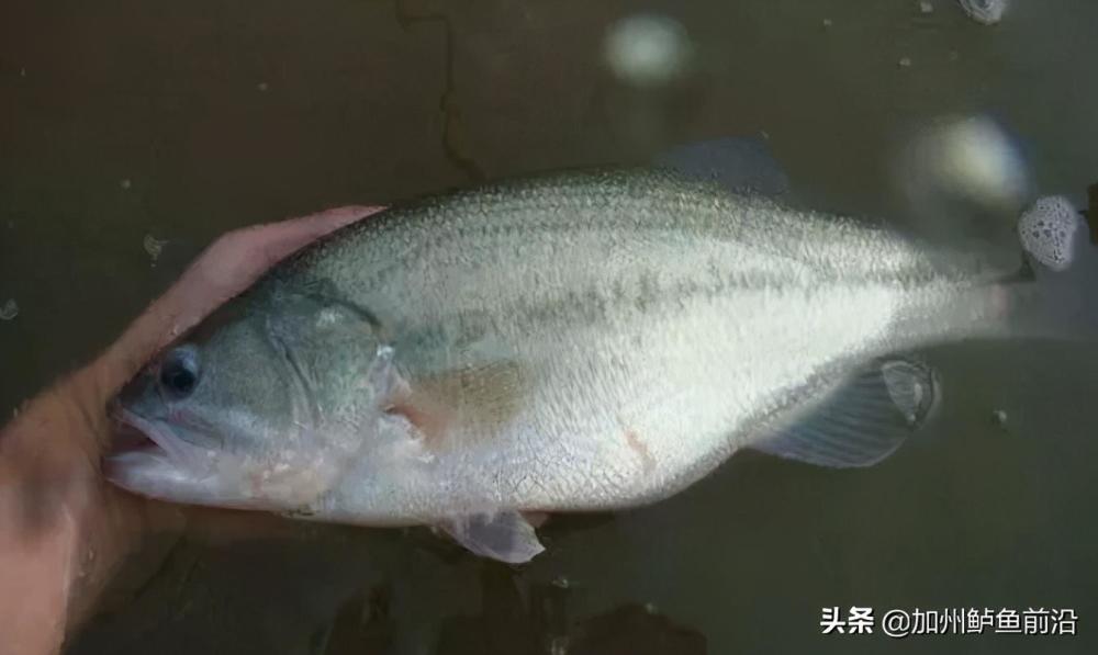 虫无忧行动 初冬加州鲈该小心哪种寄生虫 腾讯新闻