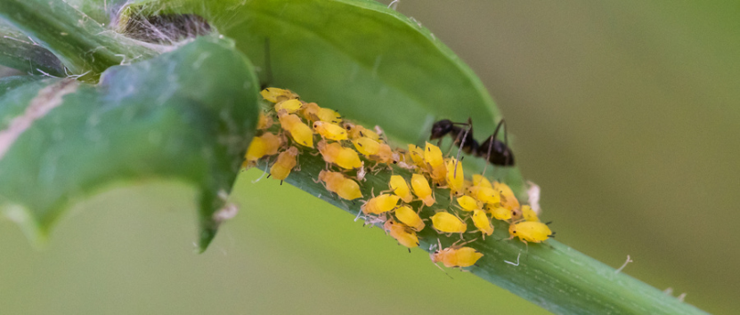 烟草|小小的蚜虫，是如何成为混世大魔王的？密恐慎入！