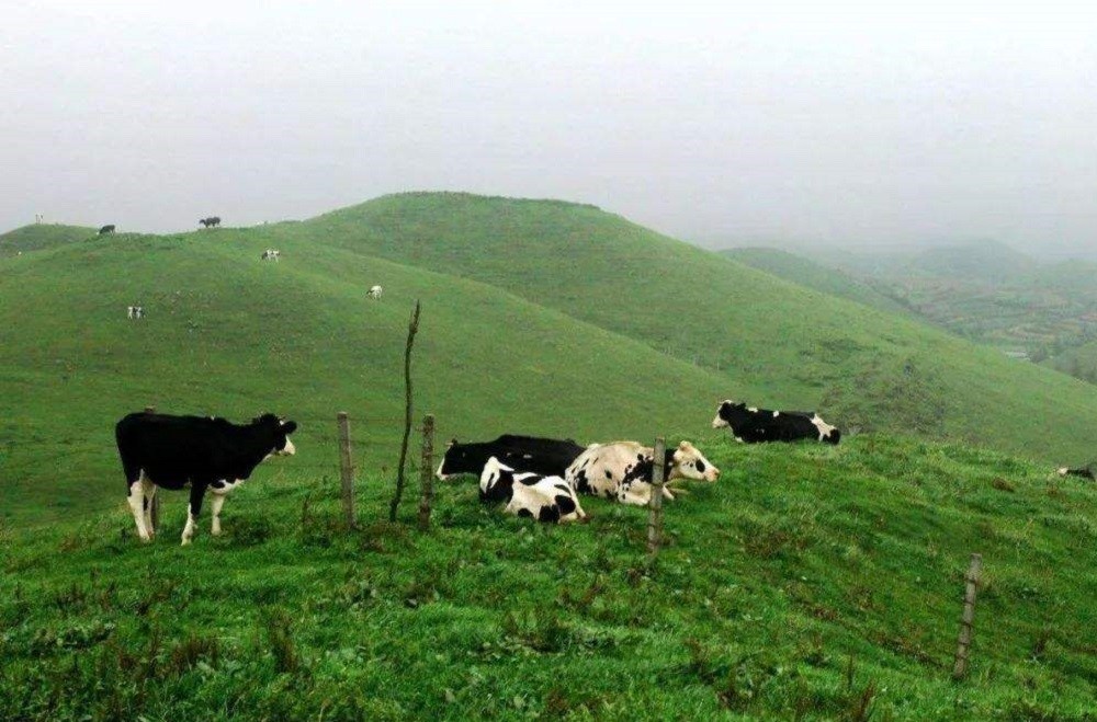 潘帕斯草原牧场