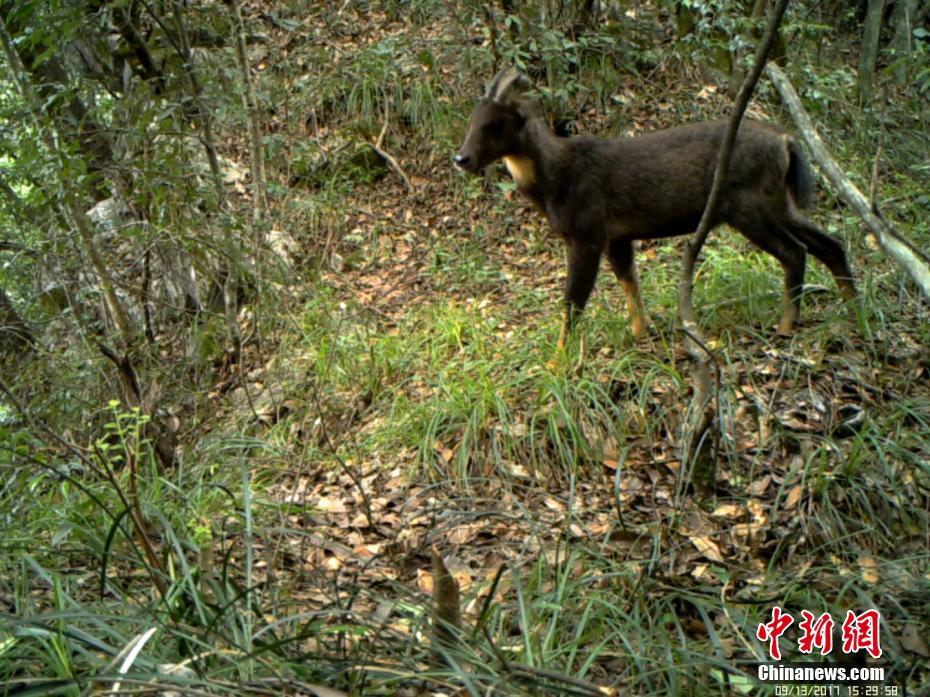 湖北後河國家級自然保護區發佈珍稀野生動物照片