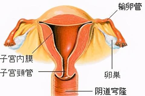 子宫内膜薄,到底怎么处理才能好孕?