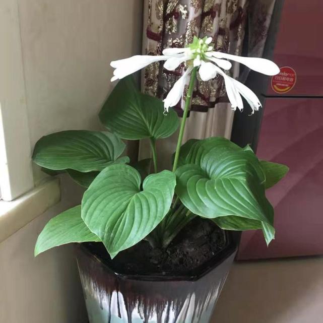 三种耐阴绿植,阳光少也长得很好,家中一样温馨|绿植|君子兰|盆栽花卉