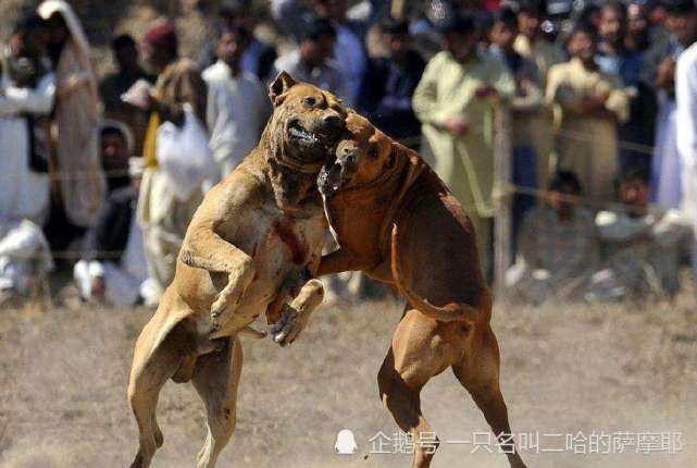 混迹狗市15年的高手告诉你,想要挑到一只狗王,必须学会这三招