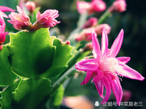 7种冬春季节的室内绿植 冬季没花看 不用怕 蟹爪兰 长寿花 花卉 文心兰 银柳 绿植