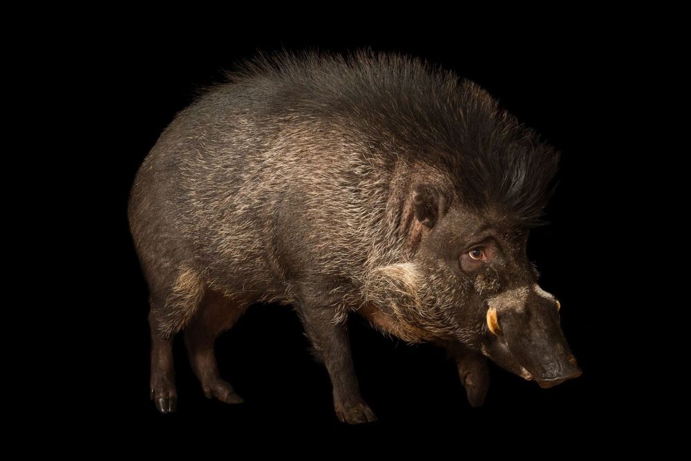 斯文·赫定|新疆虎是怎么灭绝的？它的悲剧还会上演吗？