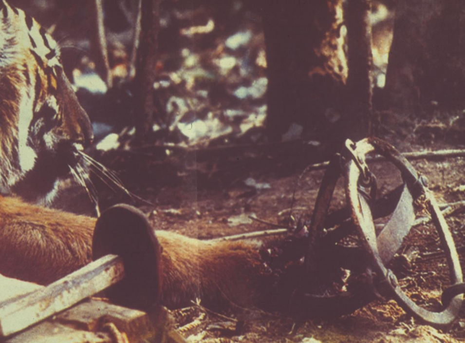 斯文·赫定|新疆虎是怎么灭绝的？它的悲剧还会上演吗？