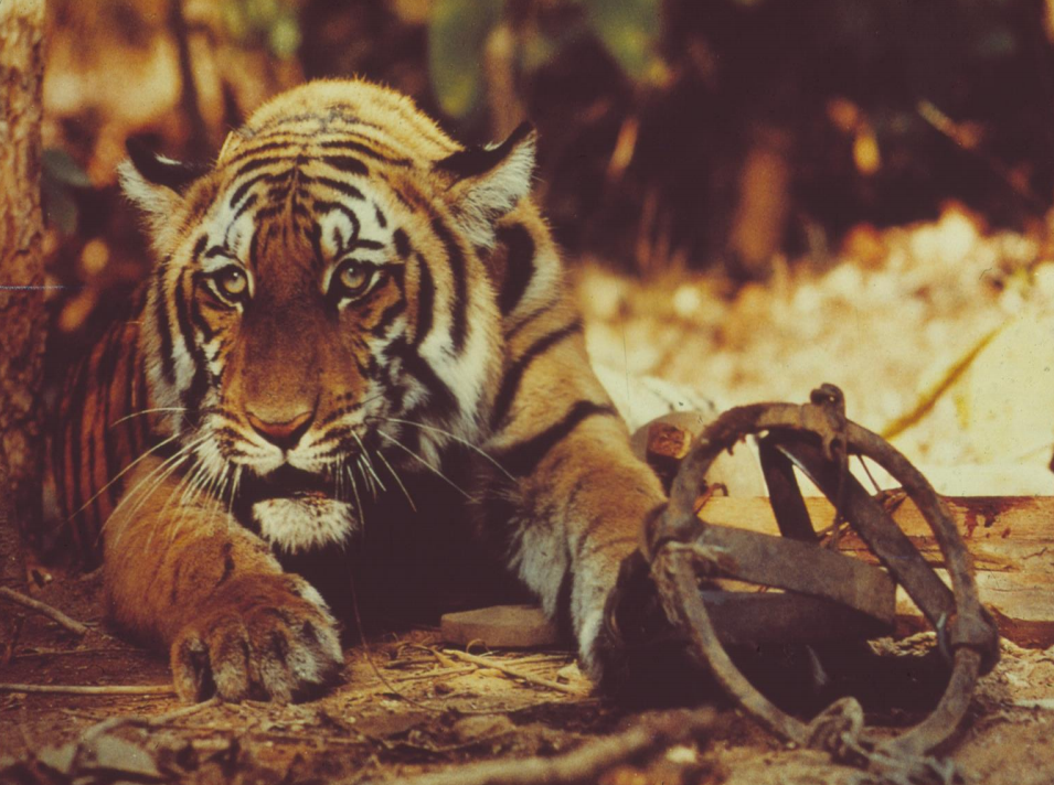 斯文·赫定|新疆虎是怎么灭绝的？它的悲剧还会上演吗？